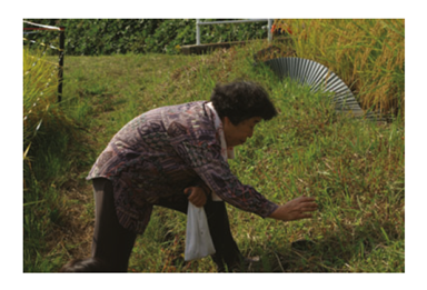 donna giapponese che raccoglie cavallette in un campo di riso fonte nonaka 2009