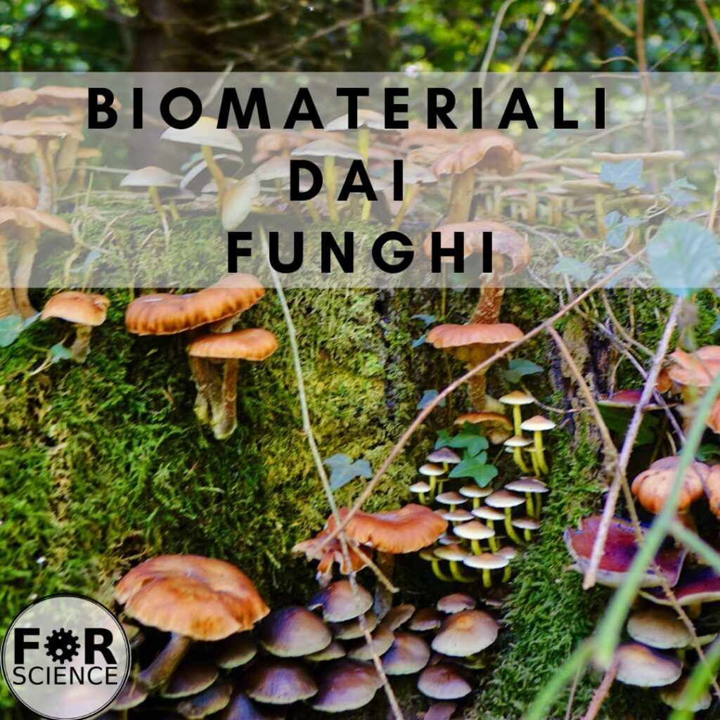 microheroes funghi mangia plastica forscience